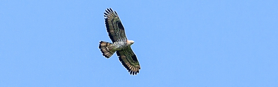 Wespenbussard 2